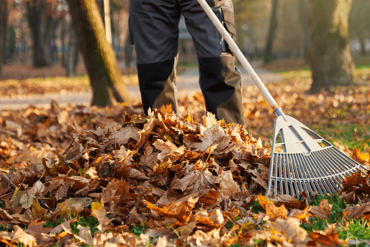 Leaf Removal in Flour Bluff project 3