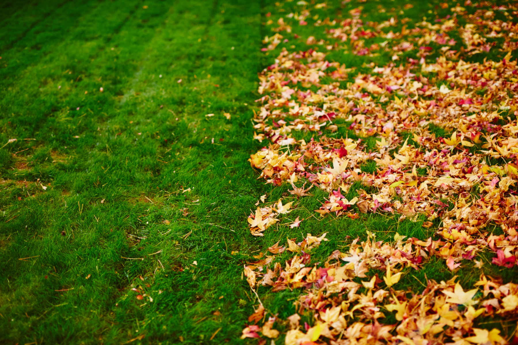Leaf Removal in Flour Bluff project 6