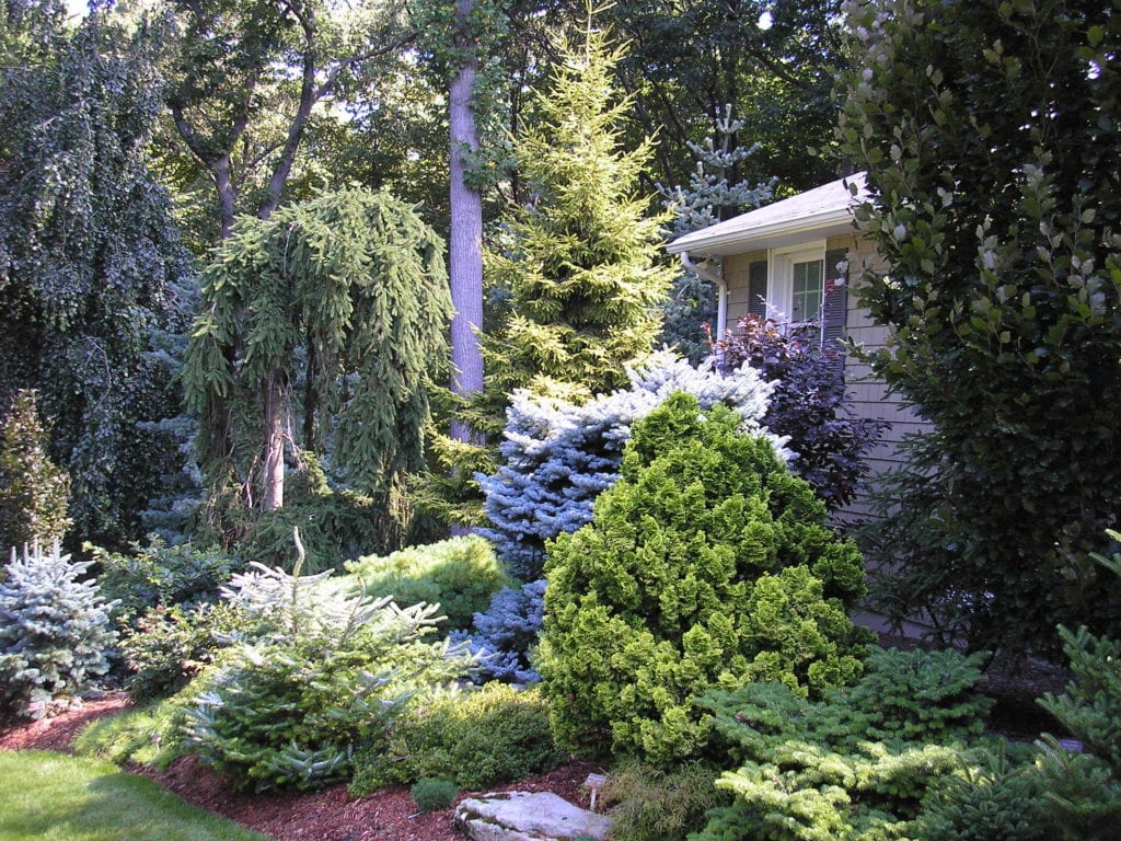 Tree & Shrub Planting in Plano project 2