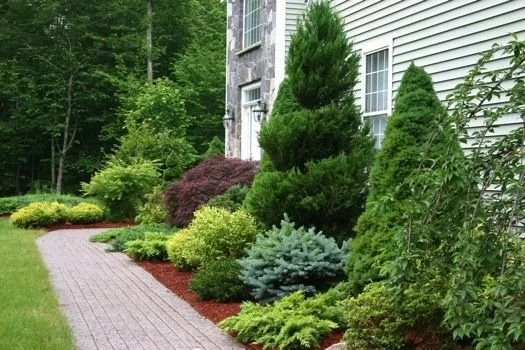 Tree & Shrub Planting in Plano project 9