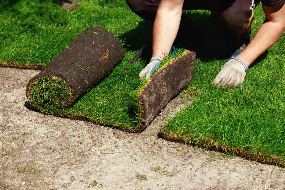 Sod Installation in Flour Bluff project 5